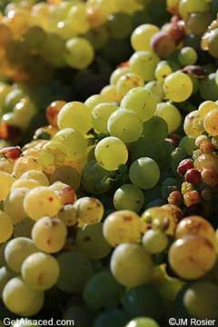 muscat grapes in the vineyard alsace france